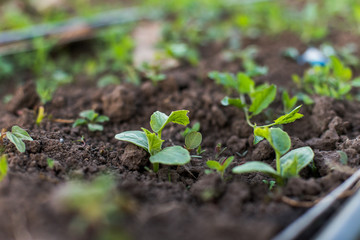 young cucumber sprout with two leaves on bed.