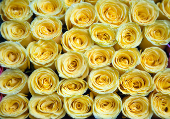 Fresh yellow roses in a bouquet with water droplets.