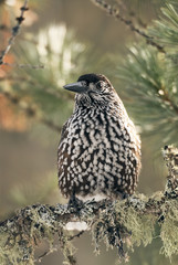 Nutcracker (Nucifraga caryocatactes) in the forest.