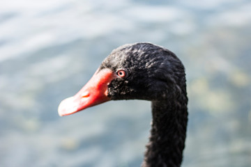 beautiful swan black