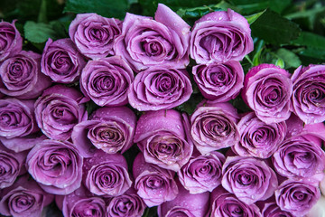Fresh lilac roses in a bouquet with water drops.