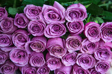 Fresh lilac roses in a bouquet with water drops.