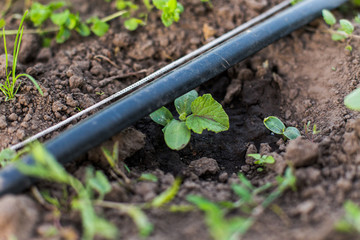 young cucumber sprout with two leaves on bed.