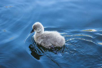 black swan bird beautiful