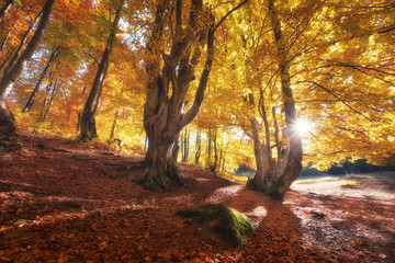Fototapeta na wymiar Sun rays through autumn trees. Natural autumn landscape in the forest. Autumn forest and sun as a background. Nature at the autumn time