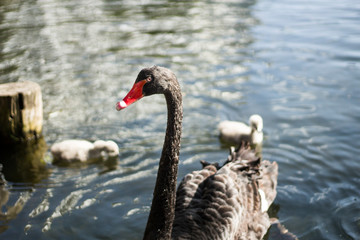 Naklejka premium black swan bird beautiful