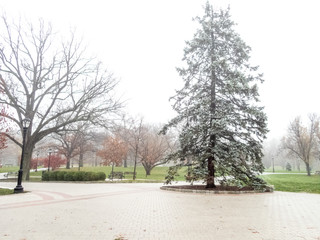 trees in the fog in december
