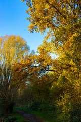 Fototapeta premium Autumn, colours, reflections around Bishops Stortford.