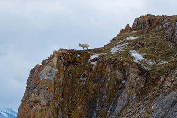 Fototapeta premium Bighorn on the Cliffs