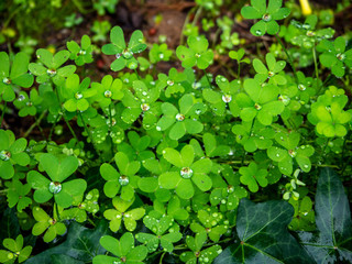 morning dew on green leaves 