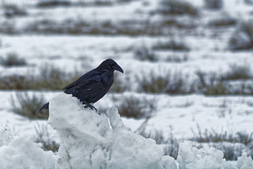 Raven