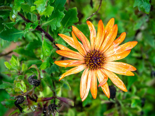 orange flower with rain drops