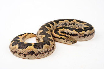 Fototapeta premium Gefleckte Sandboa (Gongylophis conicus) - rough-scaled sand boa