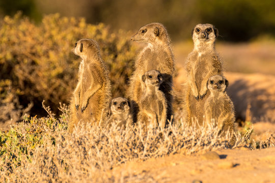 Meerkats in the morning