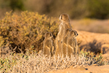 Meerkats in the morning