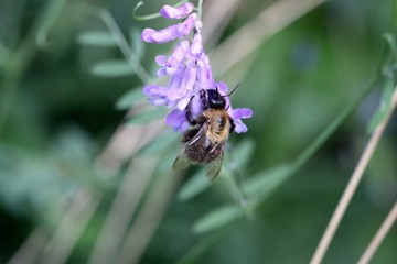 bee on flower