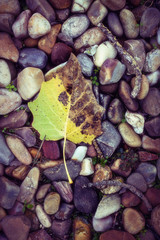 HOJAS VERDE CAÍDA EN EL SUELO DEL PARQUE