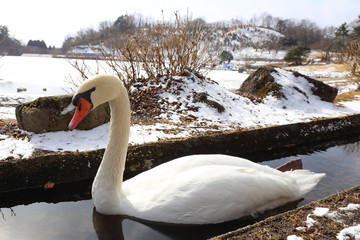 白鳥と冬の湖