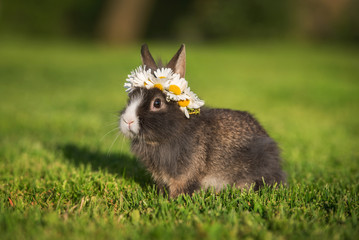 Little rabbit with a wreath of flowers on its head