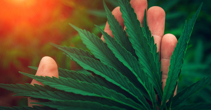 marijuana on the palm . bush cannabis.