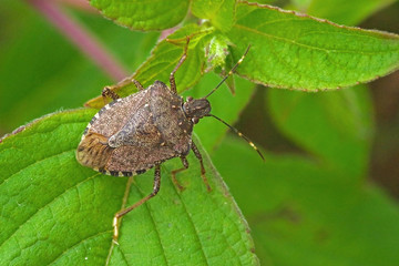 Worldwide pest brown marmorated stink bug Halyomorpha halys (adult)