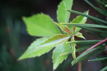 green leaves of a tree