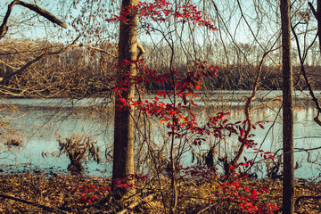 A single sapling of molten red leaves beside the shore of a lake in winter