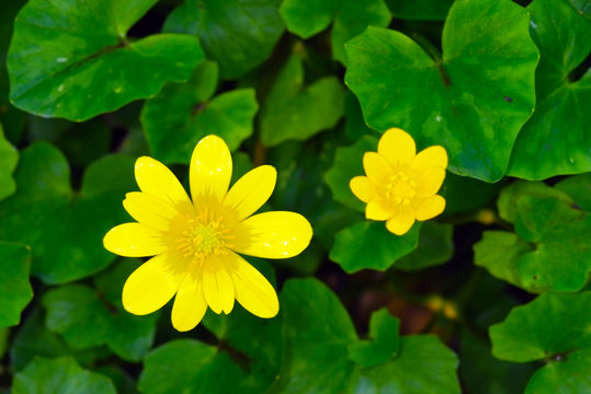 Flowers and leaves of lesser celadine or pilewort (Ficaria verna; formerly Ranunculus ficaria)