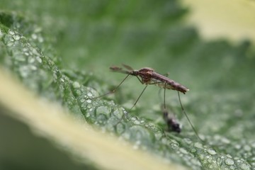 dragonfly on leaf