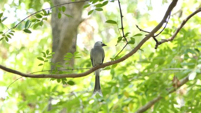 Ashy Drongo bird (Dicrurus leucophaeus) on branch in tropical rain forest.