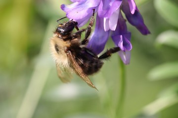 bee