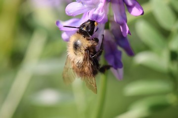 bee on flower