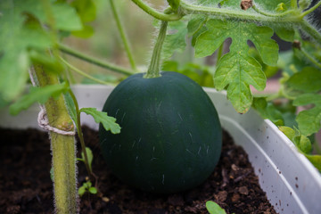 Sugar Baby Watermelon growing in greenhouse