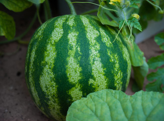 Watermelon growing in a greenhouse on an organic farm