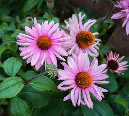 Pink Echinacea flowers in the garden. Herbal plant. Echinacea purpurea.