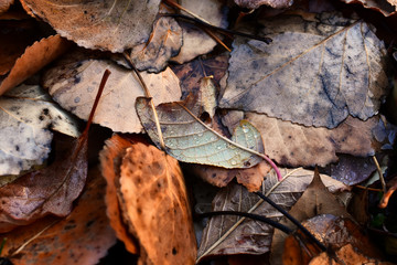 Old Withered Plant Leaves