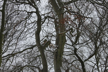 Snow covered bare trees with snow on the ground and branches for cold winter 