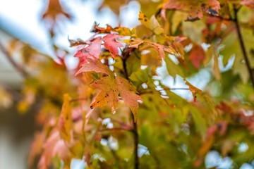 Many Colorful Leaves