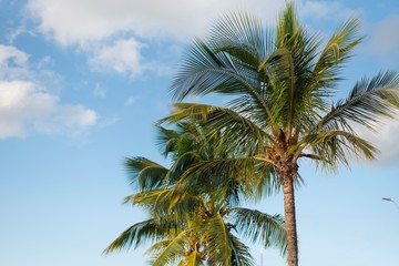 Fototapeta na wymiar Row of beautiful coconuts palm trees with blue sky