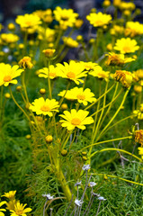 Wild Giant Coreposis flowers in bloom in the springtime near Mugu Rock in Malibu, California