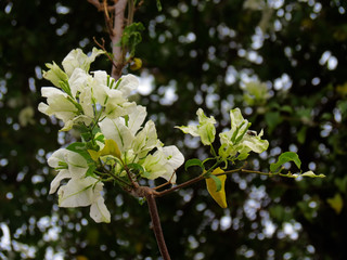 Flores