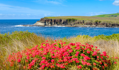 View across wild flowers at the romantic name Loves Bay part of the Kiama to Gerringong Coastal Walk excellent for native wildlife and whale watching NSW, Australia.