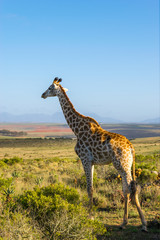 Giraffe on the Safari