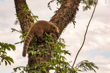 South American Coati