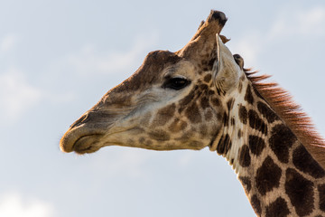 Giraffe on the Safari
