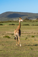 Giraffe on the Safari