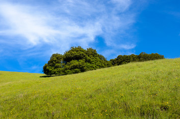 Fototapeta na wymiar Idyllic spring landscape scene with a green grassy meadow and wildflowers on a gentle hillside and oak trees under a bright blue sky with swirling white clouds