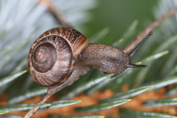 Snail
