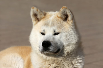 Portrait of beautiful three years old akita inu dog outdoors