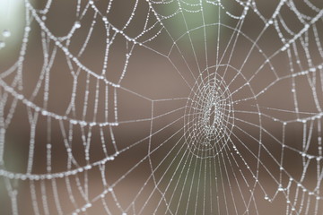 web